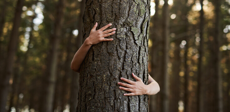 abbracciare gli alberi